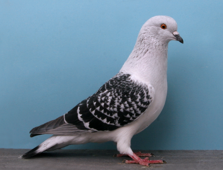 Everything You Need to Know About Google’s Pigeon Update 2014